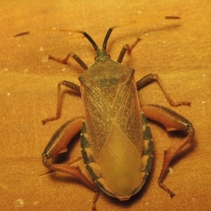 Amorbus sp. (genus) at Greenway, ACT - 21 Feb 2017 10:58 PM