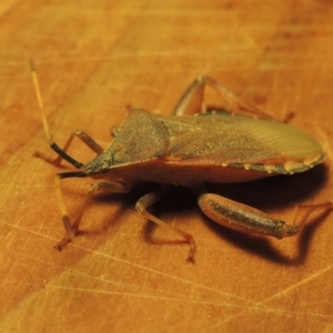 Amorbus sp. (genus) at Greenway, ACT - 21 Feb 2017 10:58 PM