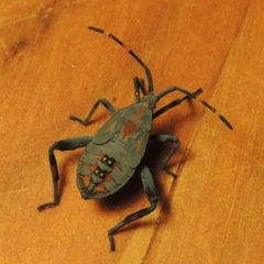 Amorbus sp. (genus) (Eucalyptus Tip bug) at Pine Island to Point Hut - 21 Feb 2017 by michaelb