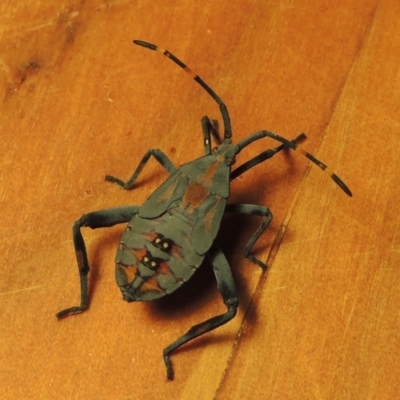 Amorbus sp. (genus) (Eucalyptus Tip bug) at Pine Island to Point Hut - 21 Feb 2017 by michaelb