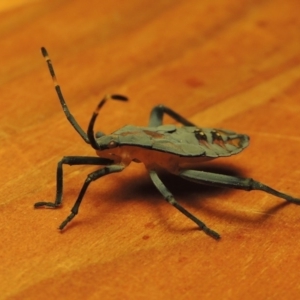 Amorbus sp. (genus) at Greenway, ACT - 21 Feb 2017 10:30 PM