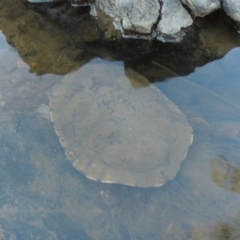 Chelodina longicollis (Eastern Long-necked Turtle) at Greenway, ACT - 22 Feb 2017 by MichaelBedingfield