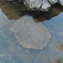 Chelodina longicollis (Eastern Long-necked Turtle) at Pine Island to Point Hut - 22 Feb 2017 by michaelb