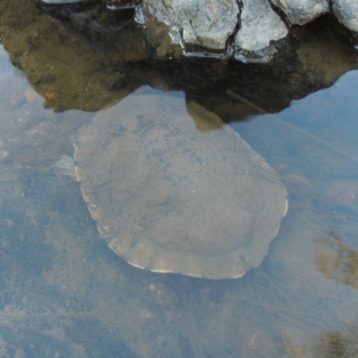 Chelodina longicollis (Eastern Long-necked Turtle) at Pine Island to Point Hut - 22 Feb 2017 by michaelb