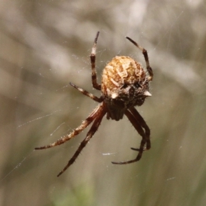 Hortophora sp. (genus) at Cotter River, ACT - 24 Feb 2017 12:06 PM