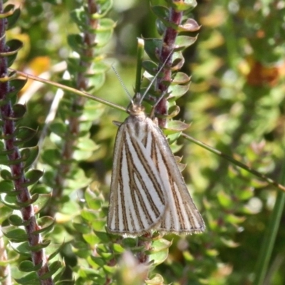 Amelora oritropha (Alpine Striped Cape-moth) at Cotter River, ACT - 24 Feb 2017 by HarveyPerkins