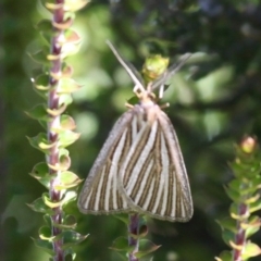 Amelora oritropha at Cotter River, ACT - 24 Feb 2017