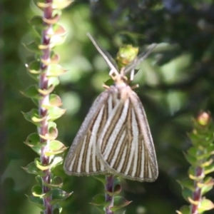 Amelora oritropha at Cotter River, ACT - 24 Feb 2017