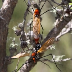 Clytocosmus helmsi (Helms' alpine crane fly) at Cotter River, ACT - 24 Feb 2017 by HarveyPerkins