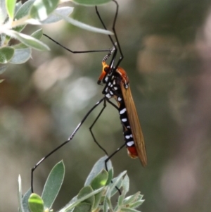 Clytocosmus helmsi at Cotter River, ACT - 24 Feb 2017