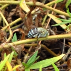 Amegilla sp. (genus) (Blue Banded Bee) at Mount Painter - 25 Feb 2017 by CathB