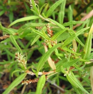 Persicaria prostrata at Belconnen, ACT - 25 Feb 2017