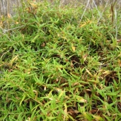 Persicaria prostrata at Belconnen, ACT - 25 Feb 2017