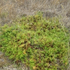 Persicaria prostrata at Belconnen, ACT - 25 Feb 2017