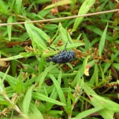 Chrysolopus spectabilis (Botany Bay Weevil) at Belconnen, ACT - 25 Feb 2017 by CathB