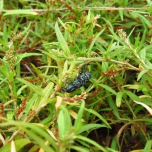 Chrysolopus spectabilis at Belconnen, ACT - 25 Feb 2017 05:31 PM