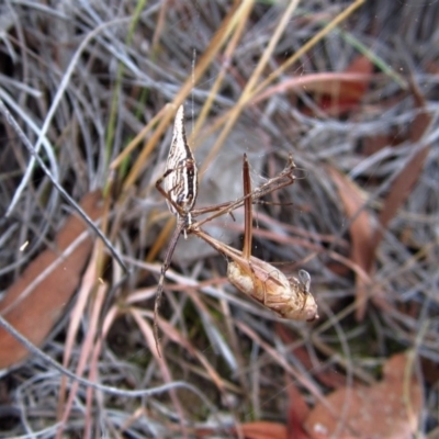 Argiope protensa (Long-tailed Argiope) at Cook, ACT - 12 Feb 2017 by CathB