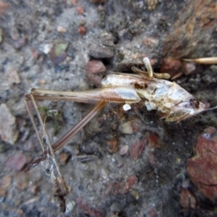 Argiope protensa at Cook, ACT - 13 Feb 2017