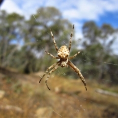 Hortophora sp. (genus) (Garden orb weaver) at Aranda Bushland - 25 Feb 2017 by CathB