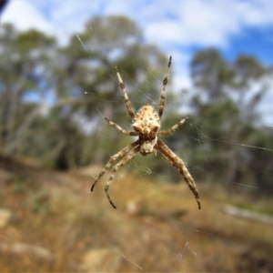 Hortophora sp. (genus) at Belconnen, ACT - 25 Feb 2017 04:04 PM