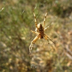 Hortophora sp. (genus) at Belconnen, ACT - 25 Feb 2017