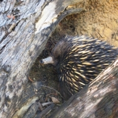 Tachyglossus aculeatus (Short-beaked Echidna) at Aranda Bushland - 25 Feb 2017 by CathB