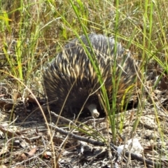 Tachyglossus aculeatus at Belconnen, ACT - 25 Feb 2017 04:15 PM