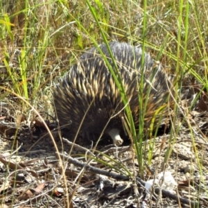 Tachyglossus aculeatus at Belconnen, ACT - 25 Feb 2017 04:15 PM