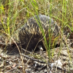 Tachyglossus aculeatus at Belconnen, ACT - 25 Feb 2017