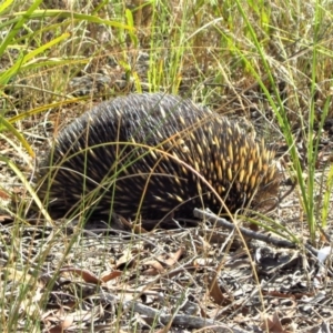 Tachyglossus aculeatus at Belconnen, ACT - 25 Feb 2017 04:15 PM