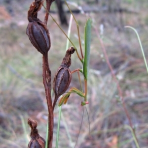 Pseudomantis albofimbriata at Belconnen, ACT - 25 Feb 2017