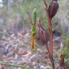 Pseudomantis albofimbriata at Belconnen, ACT - 25 Feb 2017