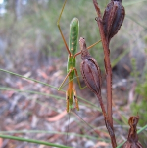 Pseudomantis albofimbriata at Belconnen, ACT - 25 Feb 2017