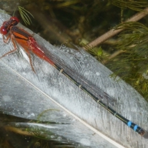 Xanthagrion erythroneurum at Forde, ACT - 26 Feb 2017