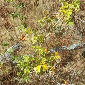 Rosa rubiginosa at Isaacs Ridge - 26 Feb 2017