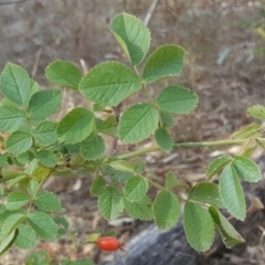 Rosa rubiginosa at Isaacs Ridge - 26 Feb 2017