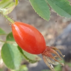 Rosa rubiginosa at Isaacs Ridge - 26 Feb 2017