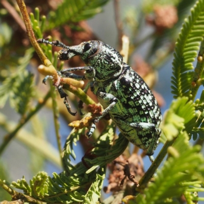 Chrysolopus spectabilis (Botany Bay Weevil) at Acton, ACT - 23 Feb 2017 by David