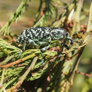 Chrysolopus spectabilis at Acton, ACT - 23 Feb 2017 09:56 AM