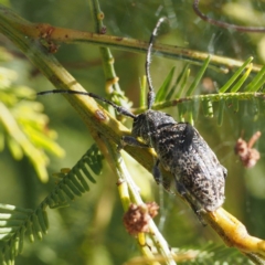 Ancita australis (Longicorn or longhorn beetle) at Acton, ACT - 23 Feb 2017 by David