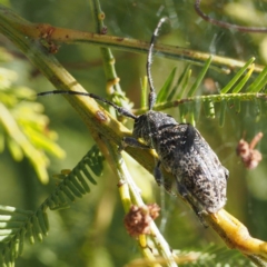 Ancita australis (Longicorn or longhorn beetle) at Black Mountain - 22 Feb 2017 by David