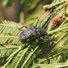 Ancita australis at Acton, ACT - 23 Feb 2017