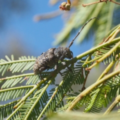 Ancita australis at Acton, ACT - 23 Feb 2017