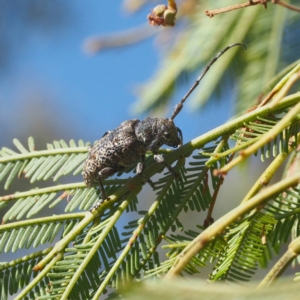 Ancita australis at Acton, ACT - 23 Feb 2017