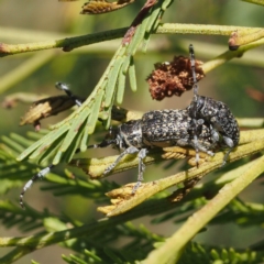 Ancita australis at Acton, ACT - 23 Feb 2017 10:00 AM