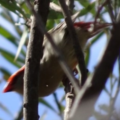 Neochmia temporalis (Red-browed Finch) at Greenway, ACT - 26 Feb 2017 by SteveC