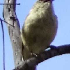 Acanthiza reguloides at Greenway, ACT - 26 Feb 2017