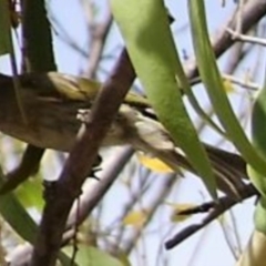 Caligavis chrysops (Yellow-faced Honeyeater) at Greenway, ACT - 26 Feb 2017 by SteveC