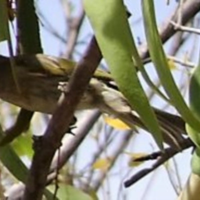 Caligavis chrysops (Yellow-faced Honeyeater) at Bullen Range - 26 Feb 2017 by SteveC