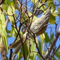 Caligavis chrysops at Greenway, ACT - 26 Feb 2017 04:41 PM